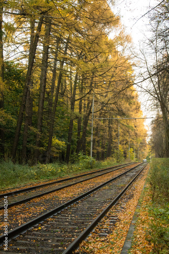 Railway in perspective among yellowed trees with falling leaves on a cloudy autumn day and space for copying
