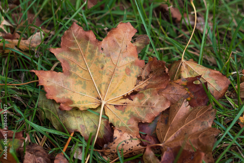 Blatt mit brauner Herbstfärbung auf einer Wiese. An den Grashalmen sind Wassertropfen. Blatt mit brauner Herbstfärbung auf einer Wiese. An den Grashalmen sind Wassertropfen.
