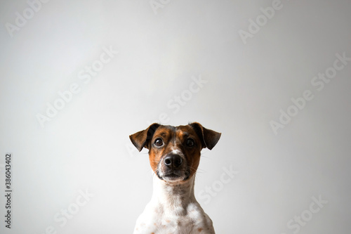 Jack russell terrier looking funny at camera with white background © Christian Pinche