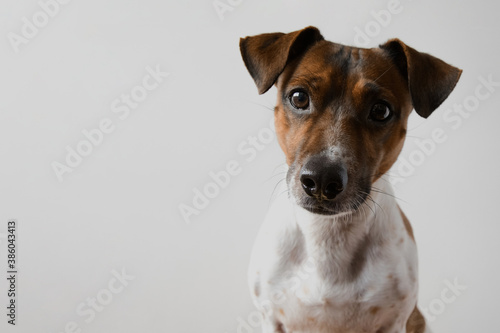 Jack russell terrier looking funny at camera with white background