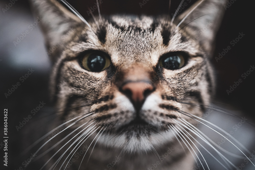 close-up cat face and nose close-up cat face and nose
