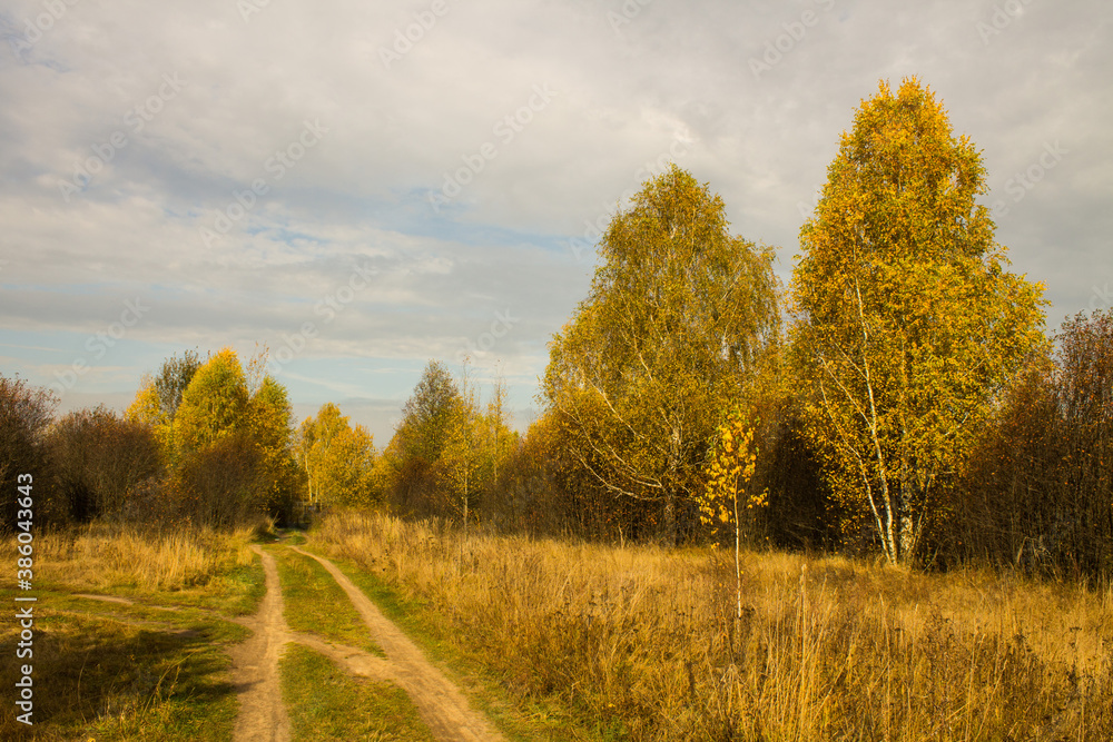 Autumn landscape - road among yellowed trees and overcast sky and space for copying