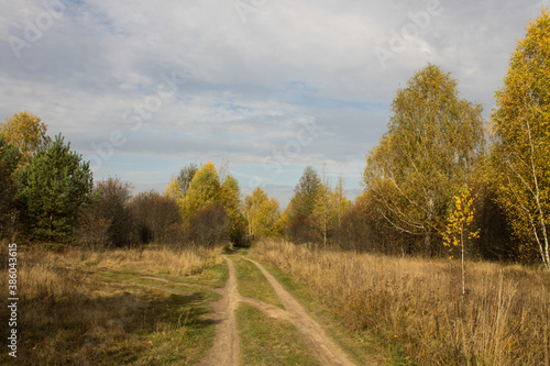 Autumn landscape - road among yellowed trees and overcast sky and space for copying