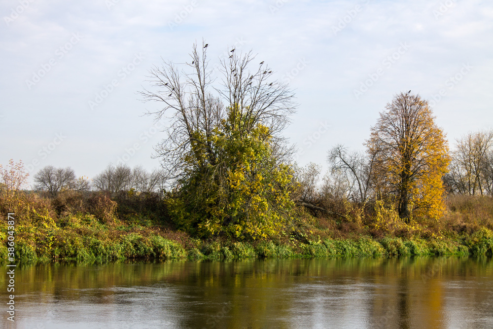 Large green tree on the river Bank with reflection and cloudy sky. Autumn landscape and copy space