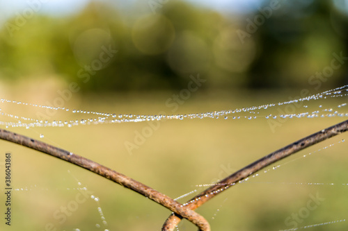 Spider web with drops of de...