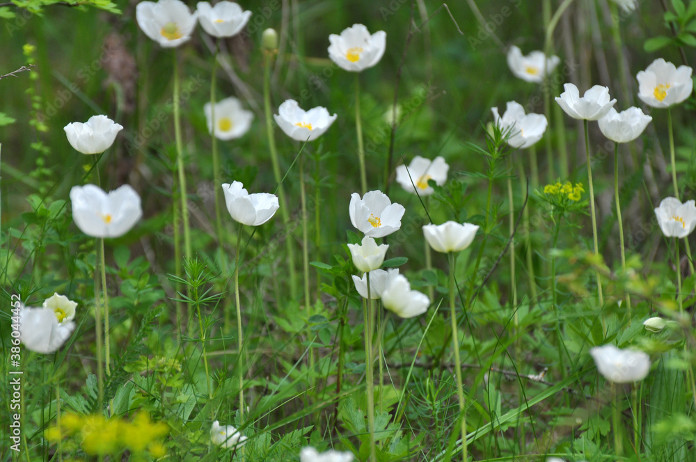 In the wild, Anemone sylvestris blooms in the forest In the wild, Anemone sylvestris blooms in the forest