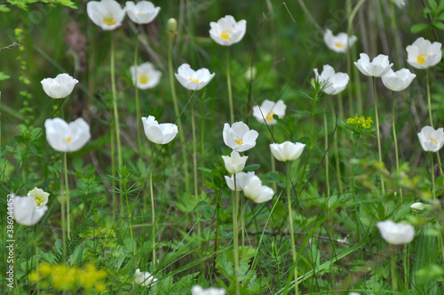 In the wild  Anemone sylvestris blooms in the forest