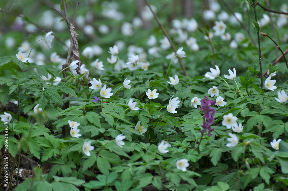 In the wild bloom early spring perennial plant Anemone nemorosa In the wild bloom early spring perennial plant Anemone nemorosa