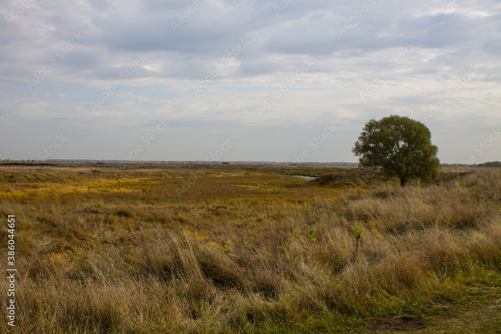 A single spreading green tree in a wide meadow with yellow grass on a cloudy autumn day and space for copying