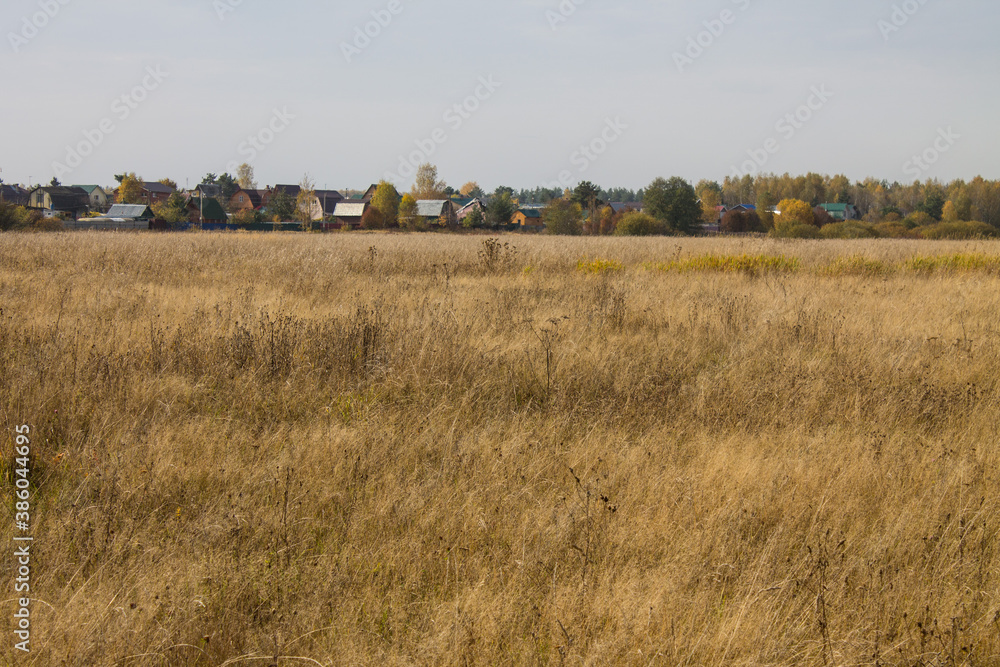 A wide field of tall withering grass and a cloudy sky and space to copy on a Sunny autumn day