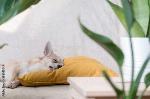 Chihuahua dog lying on yellow pillow near plant. Puppy relax on sofa.