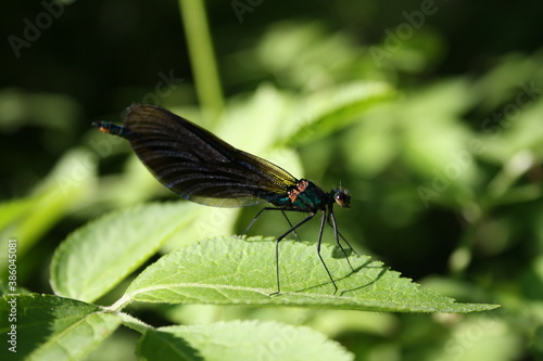 Ant lion (male)