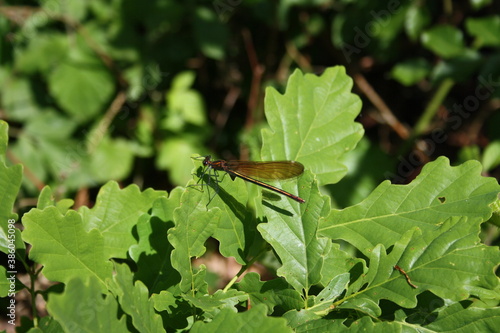 Ant lion (female)