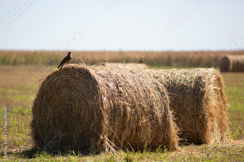 Foto rollos de alfalfa para alimentar los animales