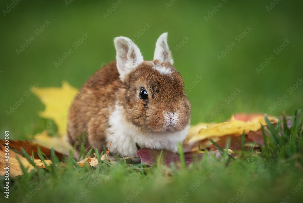Little rabbit outdoors in autumn Little rabbit outdoors in autumn