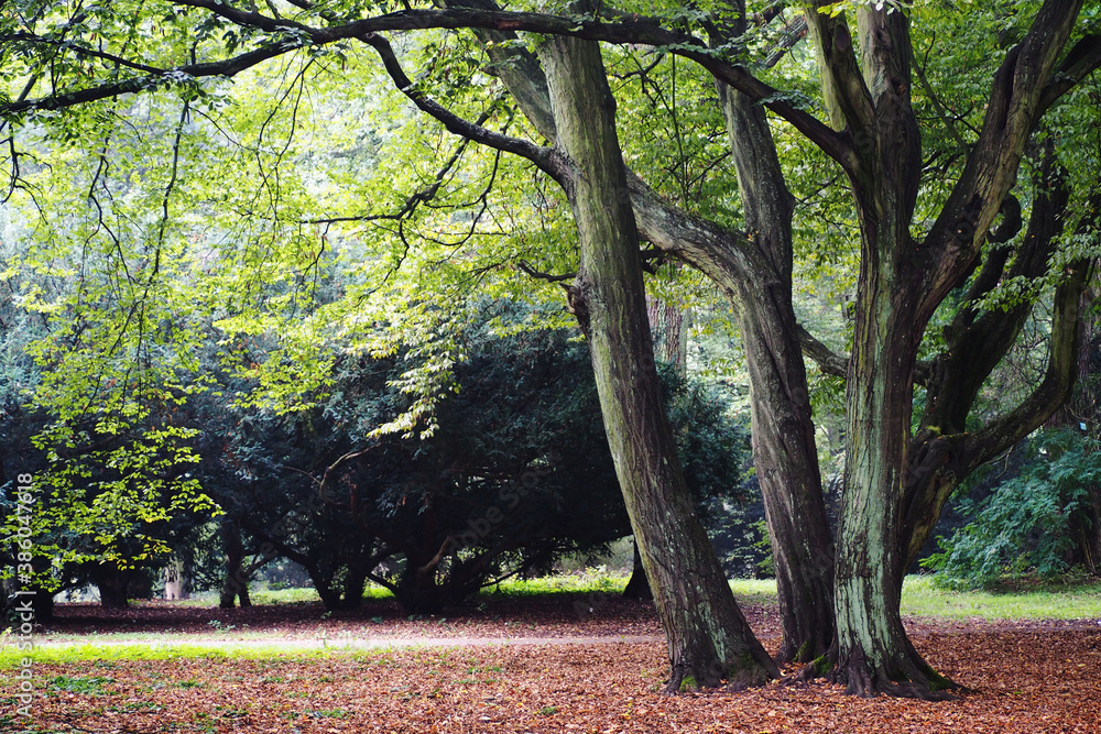 Fototapeta premium big old trees with green leaves . nature in the forest in autumn