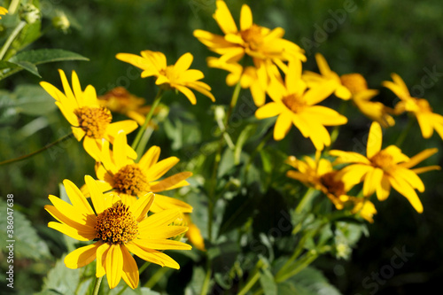 many flowers of yellow Echinacea with green leaves on a summer day . medicinal herbs used in medicine 