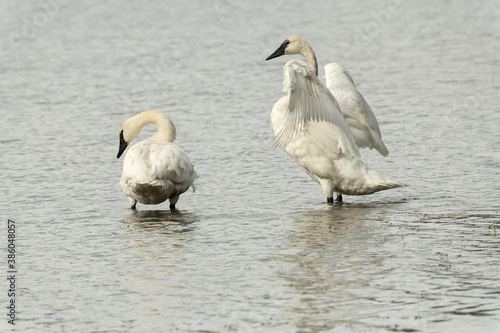 Trumpeter swans (Cygnus buccinator) preening & wing flapping;  Yellowstone NP;  Wyoming photo