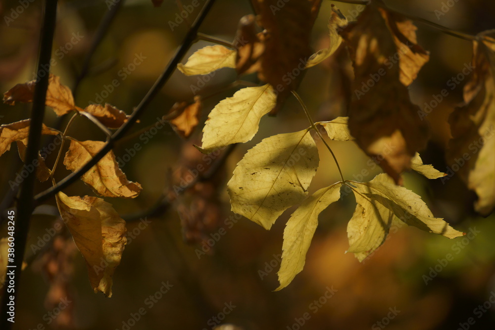 Obraz premium autumn leaves background