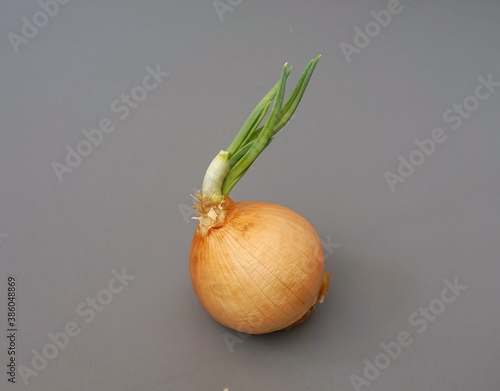 Yellow Onion photo