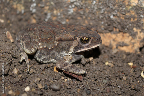 Duttaphrynus melanostictus is commonly called Asian common toad, Asian black - spined toad, © Abshine Photography