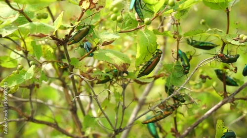 beetle spanish fly sits on the leaves of a lilac bush. summer warm day