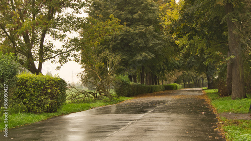 Autumn road in the park during the rain