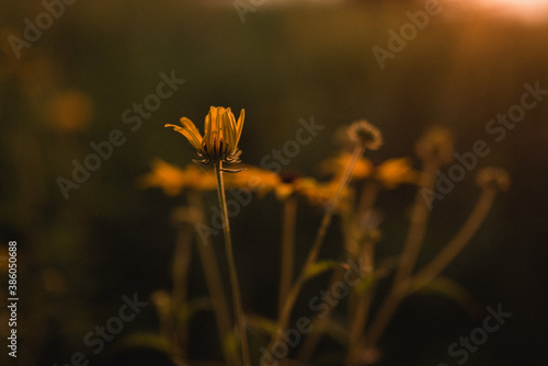 Yellow flowers opening up © acreamer