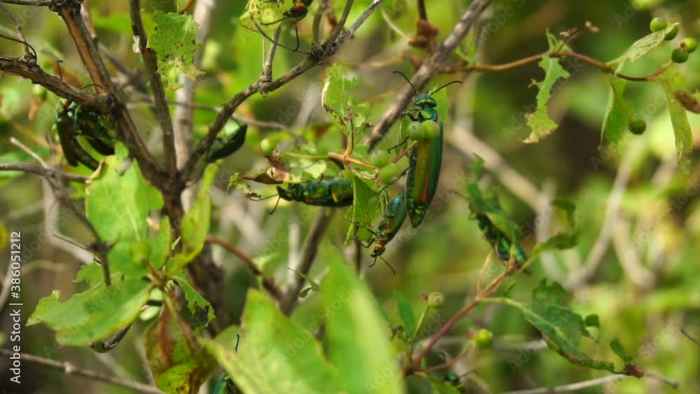 beetle spanish fly sits on the leaves of a lilac bush. summer warm day
