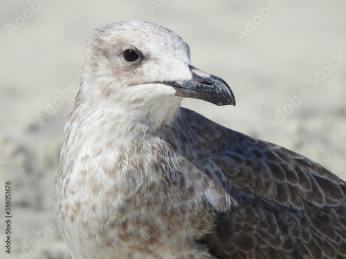 close up of a seagull