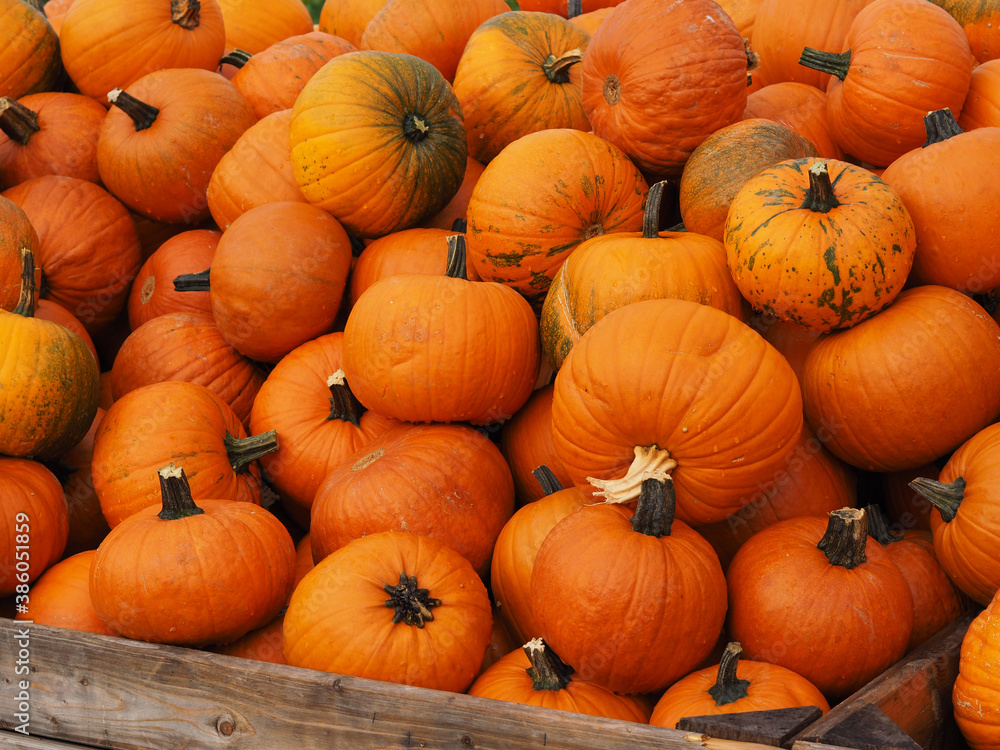 citrouilles dans une boite entassées citrouilles dans une boite entassées