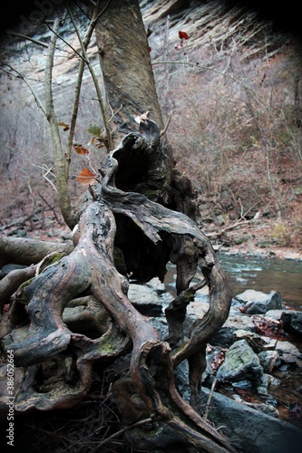 Roots of the tree on the creek bank