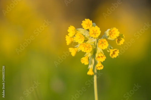 Tableau sur toile Yellow flowers of the common cowslip (Primula veris) forming a heart shape on gr