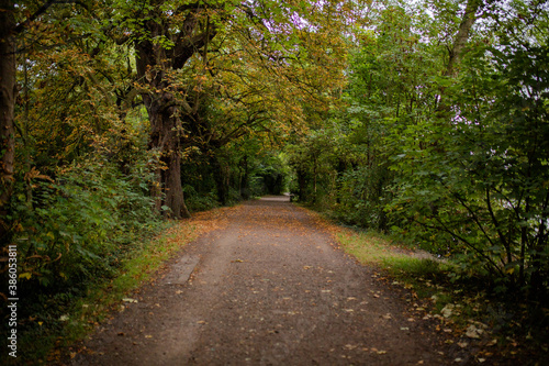 Landscape View of a Mysterious Long Path Surrounded by Trees and Plants
