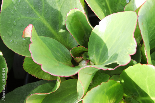 Green and red edges leaves of a bergenia plant