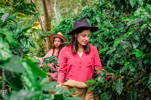  girl farmer in the coffee plantation