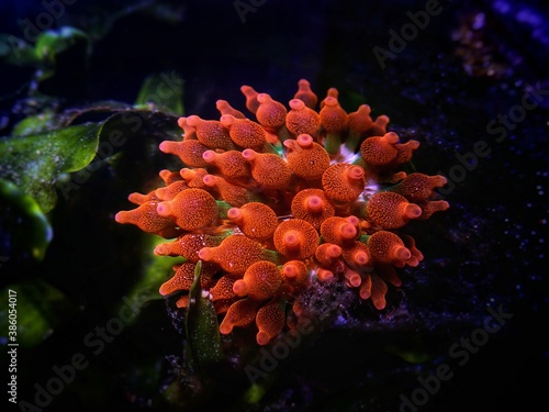 Bubble-tip anemone - Entacmaea quadricolor photo