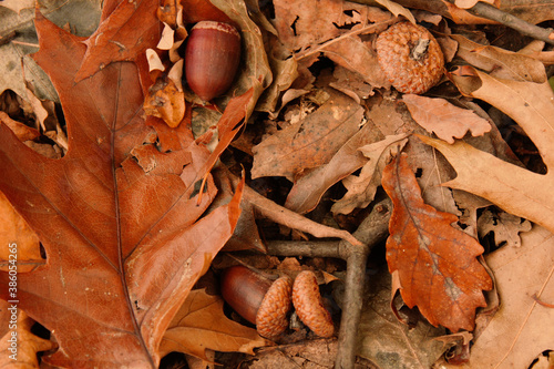 acorns in the fallen leaves