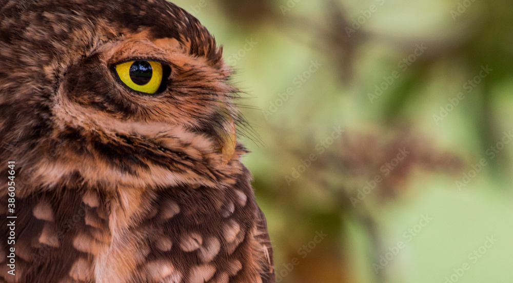 Obraz premium eagle owl portrait
