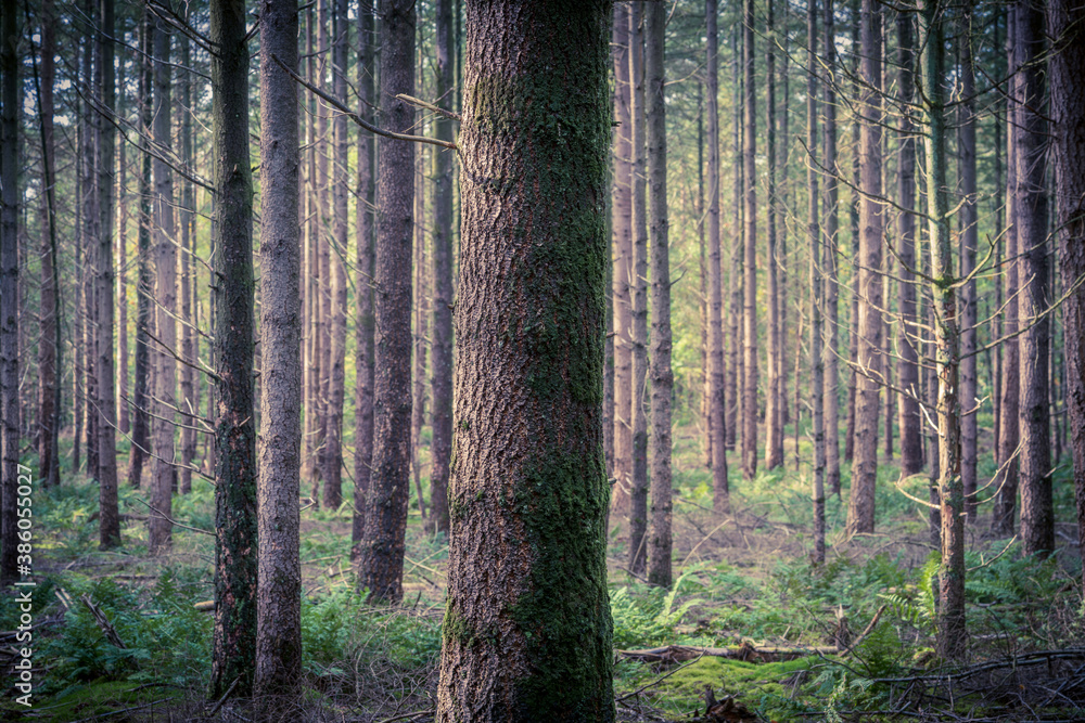 Obraz premium trees in the forest