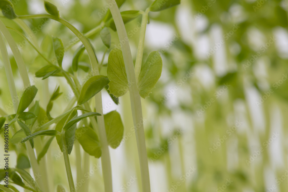 Obraz premium 白背景の豆苗