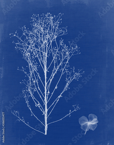 Cyanotype with plants and flowers