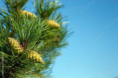 Young pine cones on a sunny day. Green pine branches with young cones, early riser. Christmas morning. © Vladimir