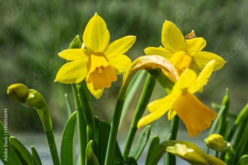 Fototapeta Naklejka Na Ścianę i Meble -  Small daffodils