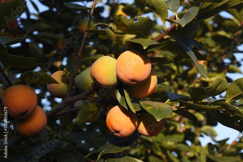 Foto Autumn taste / Japanese persimmon fruit