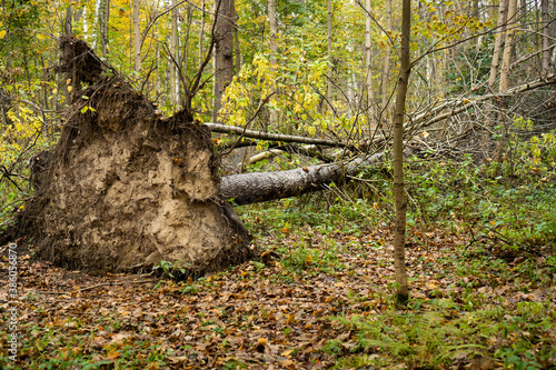 Canvas Print Uprooted tree