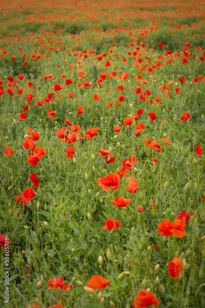 Large poppy field near Prague
