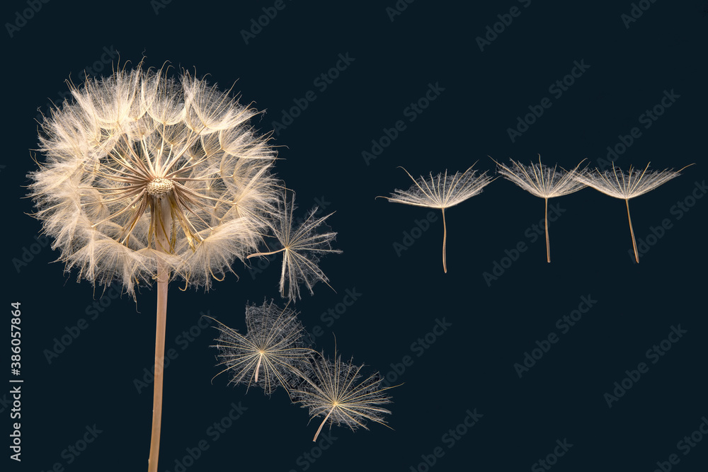 dandelion seeds fly from a flower on a dark blue background. botany and bloom growth propagation.