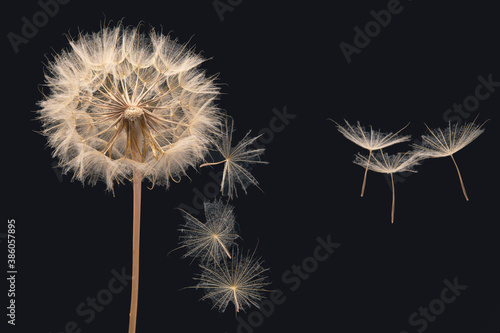 dandelion seeds fly from a flower on a dark blue background. botany and bloom growth propagation
