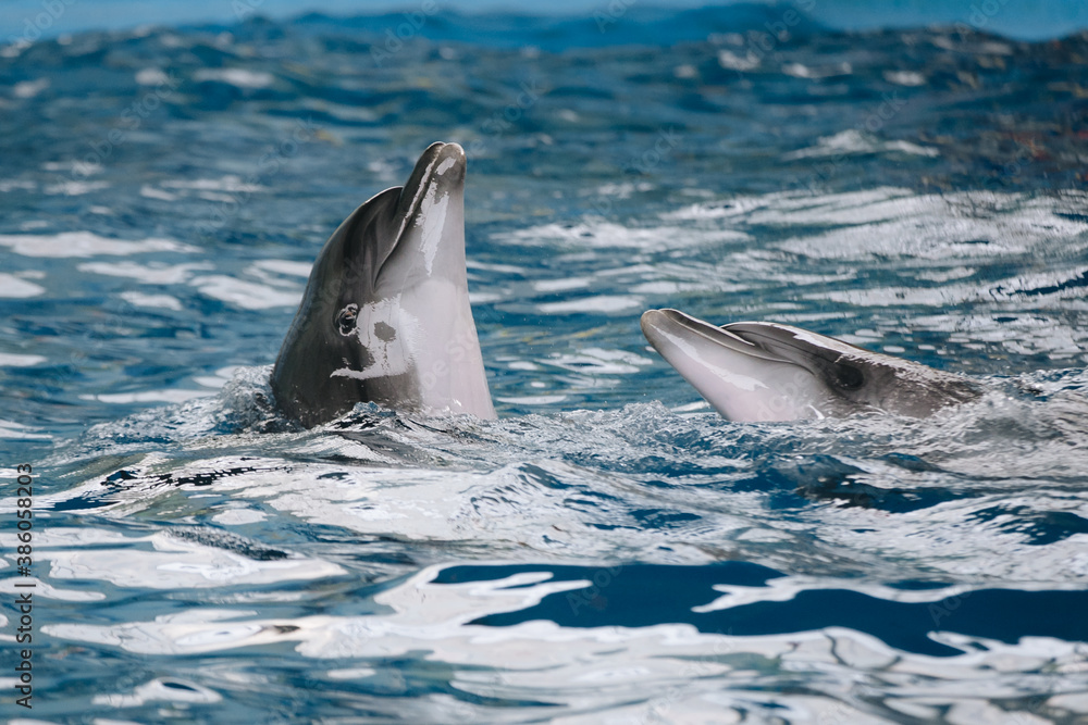 Fototapeta premium Dolphins love dancing on the water surface